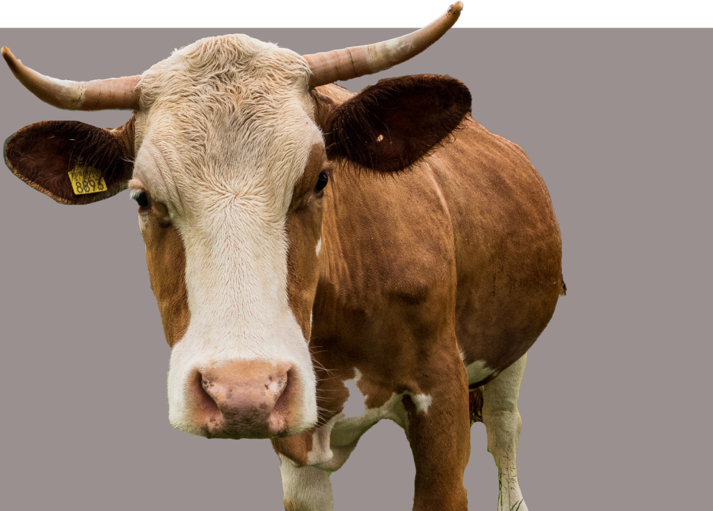 cow.png